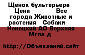 Щенок бультерьера › Цена ­ 35 000 - Все города Животные и растения » Собаки   . Ненецкий АО,Верхняя Мгла д.